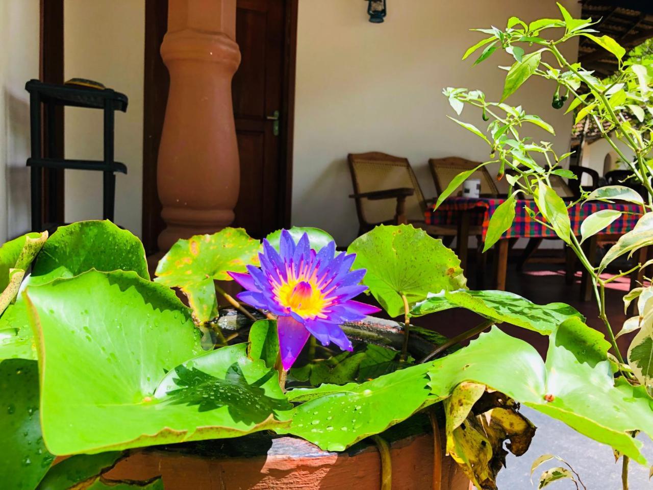 Sigiriya Nature Villa Lodge מראה חיצוני תמונה